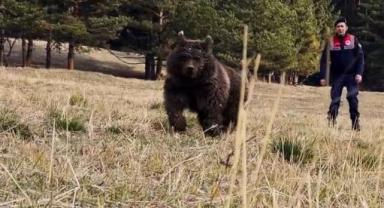 Yaralı Boz Ayı Rehabilitasyon Sonrası Yuvasına Döndü