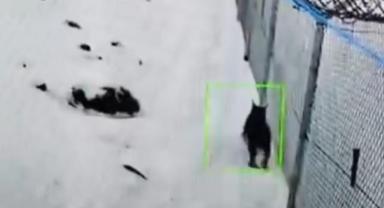 Güneş Paneli Tesisinde Mahsur Kalan Vaşak Kurtarıldı