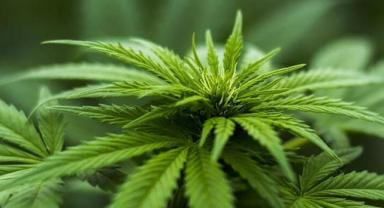 Kayseri Dahil 21 İlde Kenevir Yetiştiriciliği Başlıyor