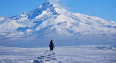 Meşhur Yalnız Penguen Kayseri'de Görüldü!