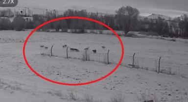 Pınarbaşı'nda Kurt Sürüsü Dehşeti! Köpek Saldırıda Öldü