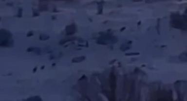 Tomarza'da kurt sürüsü kamerada