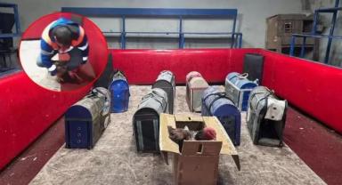 Adana’da Horoz Dövüşüne Temizlikçi Kılığında Baskın