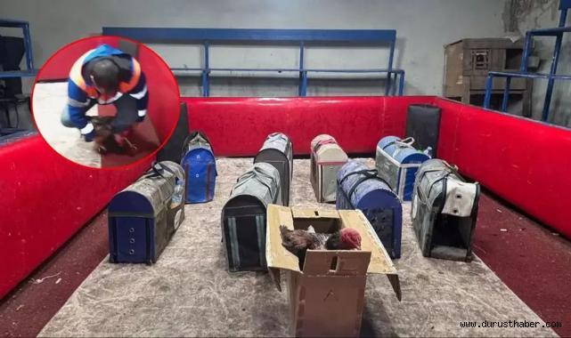 Adana’da Horoz Dövüşüne Temizlikçi Kılığında Baskın