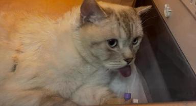 İğne Yutan Kedi Pamuk Ameliyatla Kurtarıldı