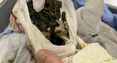 İstanbul Havalimanı’nda 90 Bin Kaçak Tıbbi Sülük Yakalandı