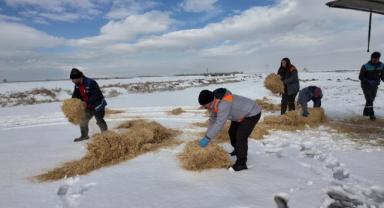 Kayseri’de Büyükşehir’den Sokak Hayvanlarına Kış Desteği