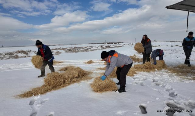 Kayseri’de Büyükşehir’den Sokak Hayvanlarına Kış Desteği