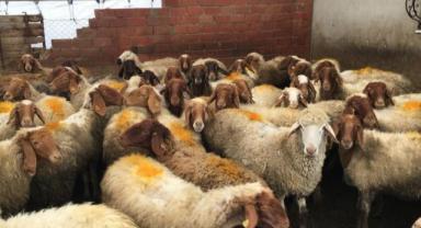 Kayseri’de Küçükbaş Hayvan Sayısı Milyonlara Ulaştı