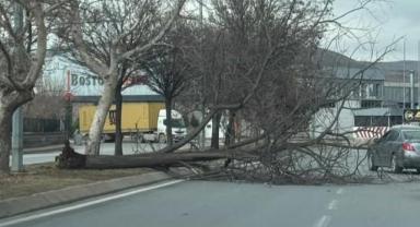 Kayseri’de Şiddetli Rüzgar: Ağaç Devrildi