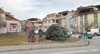 Kayseri’de Şiddetli Rüzgar: Ağaç Kökünden Söktü