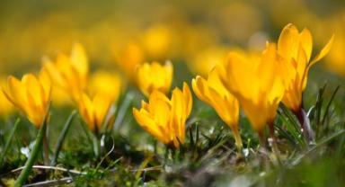 Kayseri Yahyalı’da Sarı Çiğdemler Baharın Müjdecisi Oldu