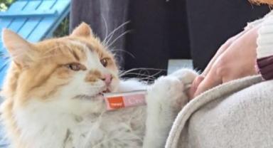 Kedi Kasabası’na 65 Bin Ziyaretçi Akını