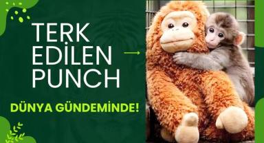 Terk Edilen Punch Dünya Gündeminde!