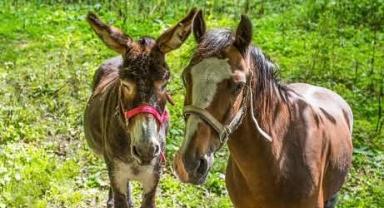 TÜİK Açıkladı: Türkiye'de At ve Eşek Sayısında Ciddi Düşüş