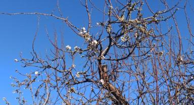 Yahyalı’da Şubatta Badem Ağacı Çiçek Açtı