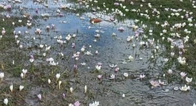Akkışla’da Kar Çiçekleri Doğayı Renklendirdi