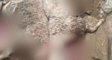 Kayseri’de Aynı Ağıla İkinci Kurt Saldırısı!