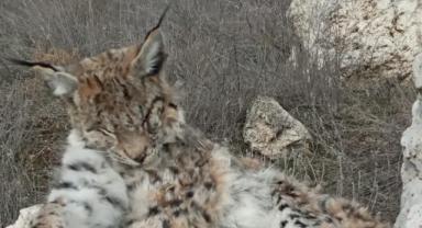 Kayseri'de Soğuk Ve Açlık Yaban Hayatını Vurdu