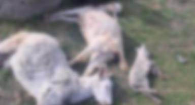 Melikgazi’de Vahşi Saldırı, Sokak Köpeği 10 Hayvanı Öldürdü