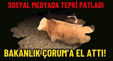 Sosyal Medyada Tepki Patladı: Bakanlık Çorum’a El Attı!