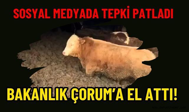 Sosyal Medyada Tepki Patladı: Bakanlık Çorum’a El Attı!