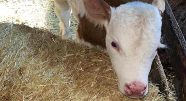 Doğuştan Anüssüz Buzağı Tedavi Edilerek Sağlığına Kavuştu