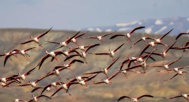 Flamingolar Tuzla Palas’a Geri Döndü!