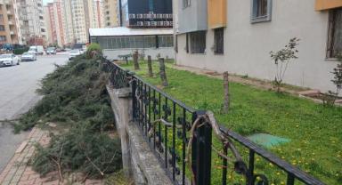 Köşkte Ağaç Katliamı: Onlarca Çam Kesildi