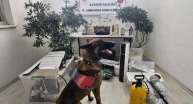 Melikgazi'de Ev Görünümlü Sera: İklimlendirme Çadırıyla Kenevir Yetiştirmiş