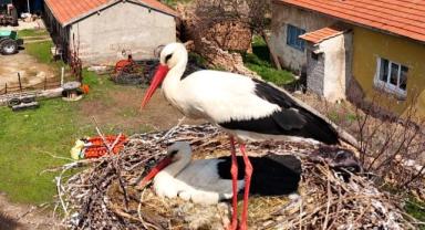 Sarıoğlan’da Baharın Habercisi: Leylekler Yuvalara Döndü