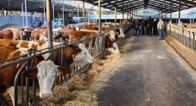 Kayseri Tarım ve Hayvancılıkta Türkiye’nin Zirvesinde