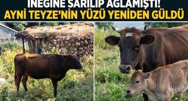 İneğine Sarılıp Ağlamıştı! Ayni Teyze'nin Yüzü Yeniden Güldü