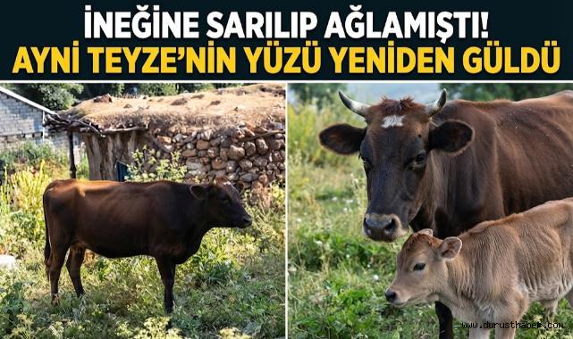 İneğine Sarılıp Ağlamıştı! Ayni Teyze'nin Yüzü Yeniden Güldü