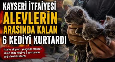 Kayseri İtfaiyesi 6 Kediyi Ölümden Kurtardı