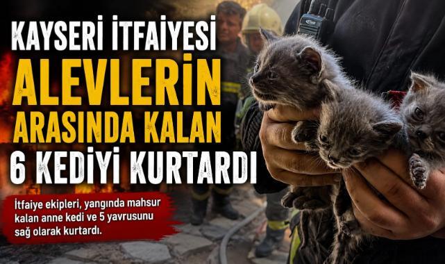 Kayseri İtfaiyesi 6 Kediyi Ölümden Kurtardı
