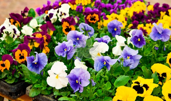 Annemin Menekşeleri..